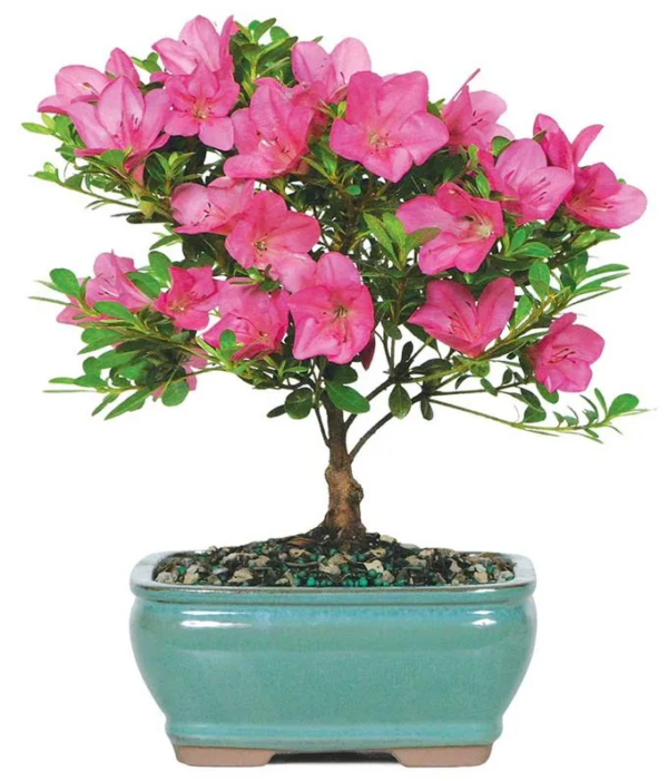 Pink Azalea Bonsai Plant