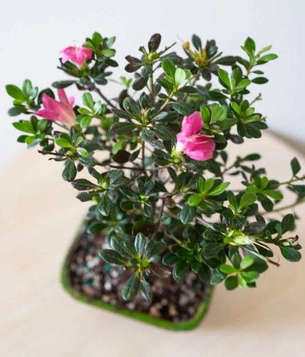 Pink Azalea Bonsai Plant - Image 2